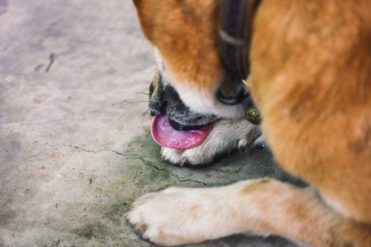 Autolesionismo delle zampe nel cane