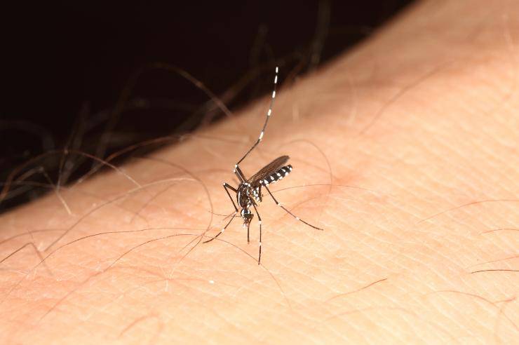10 miti da sfatare sulle zanzare