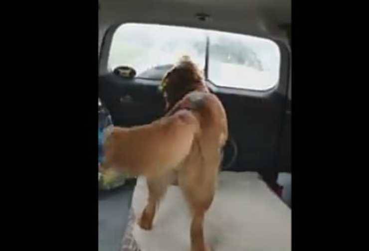 Il cane contro il tergicristallo (Foto video)
