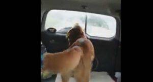 Il cane litigioso (Foto video)