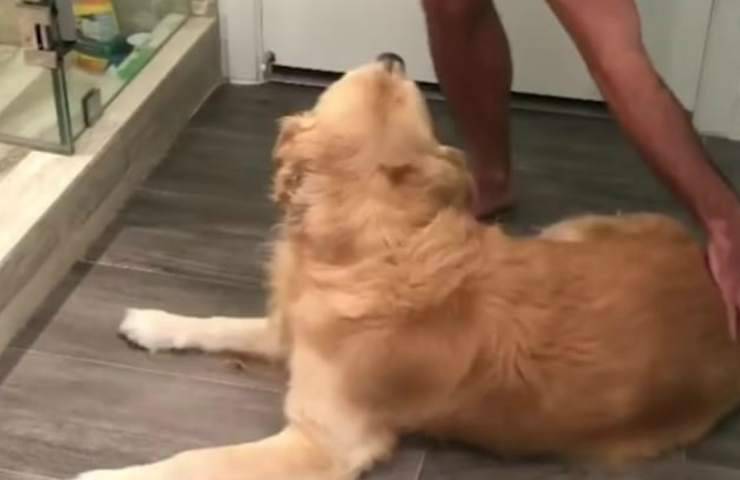 Il Golden Retriever che odia l'acqua (Foto video)