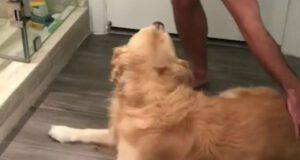 Il cane che vuole sfuggire al padrone (Foto video)