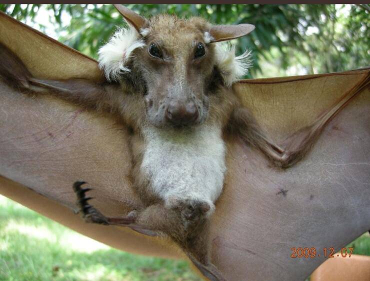 pipistrelli della frutta spallati di Buettikoferi