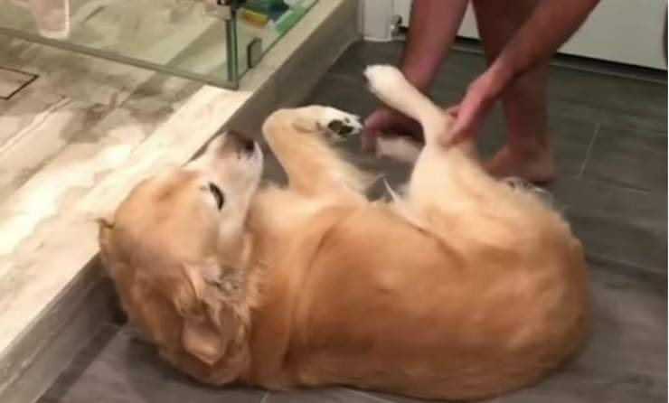 Il cane e il padrone (foto video)