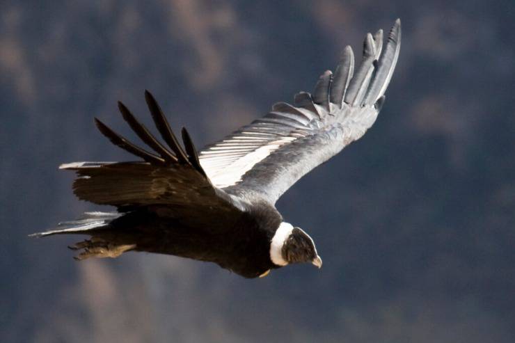 Il condor andino: l’uccello più grande al mondo, con un record di volo