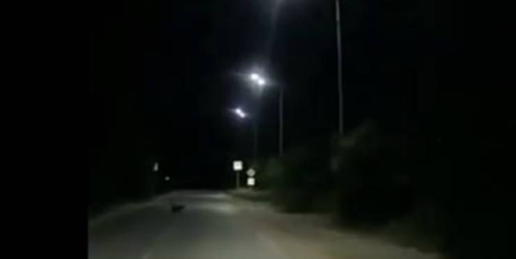 I gatti e il cane sulla strada notturna (Foto video)
