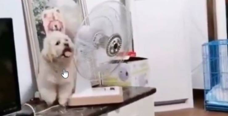 cane ventilatore video