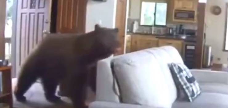 orso casa video