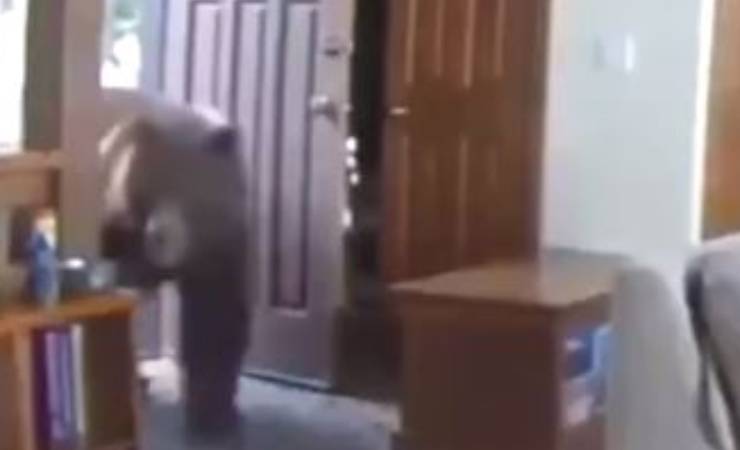 orso casa video