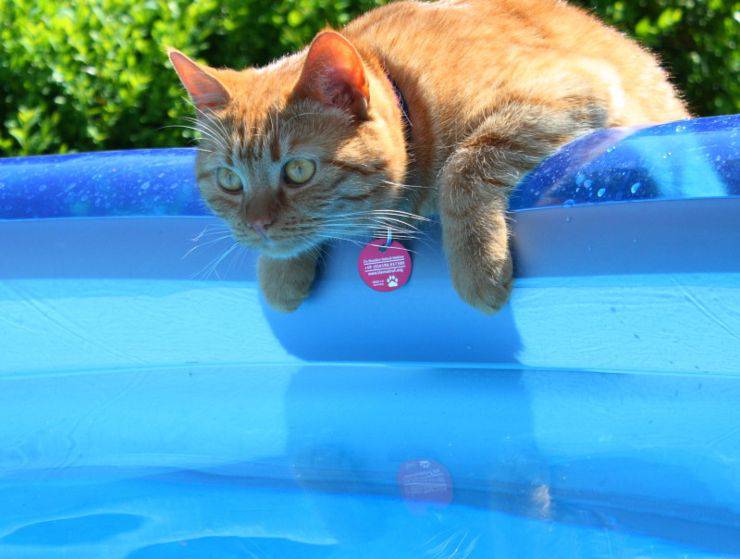 Gatto in piscina: come passare un'estate in tutta sicurezza con il micio