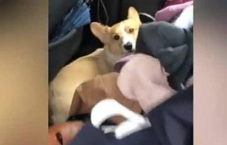 Il cagnolino in auto (Foto video)