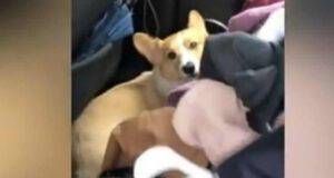 il cagnolino nascosto in auto (Foto video)