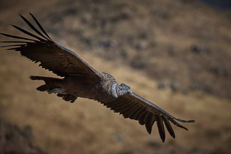 condor andino