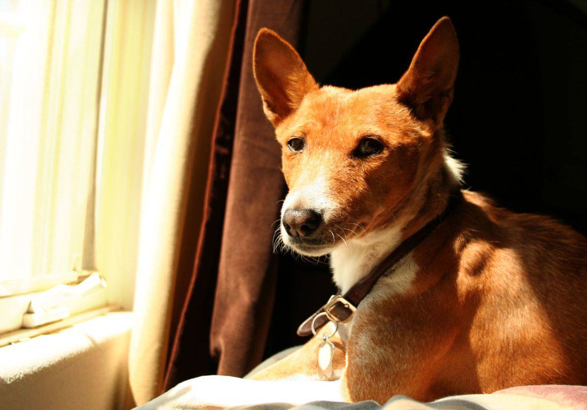 Razze Di Cani Che Non Abbaiano In Appartamento La Nostra Lista
