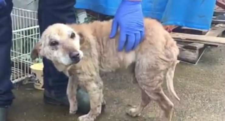 Il cane triste e malnutrito (Foto video)
