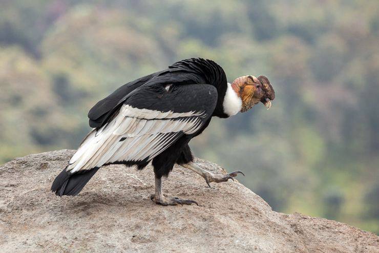 Dove vive il condor andino?