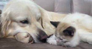 Cane e gatto insieme (Foto video)