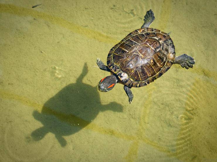 I motivi per non adottare una tartaruga di terra o di acqua