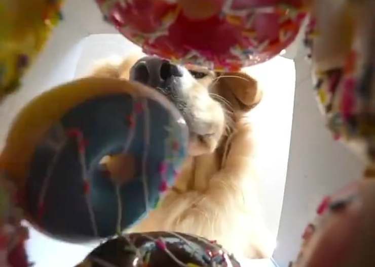 Il cane che guarda le ciambelle (Foto video Instagram)