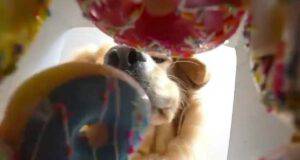 Il cane golosone (Foto video Instagram)