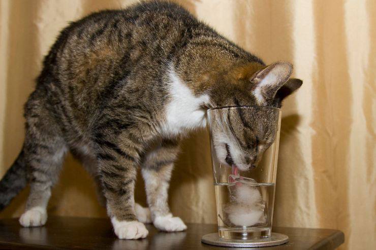 Cubetti di ghiaccio per il gatto: un modo per rinfrescarlo dal caldo in estate