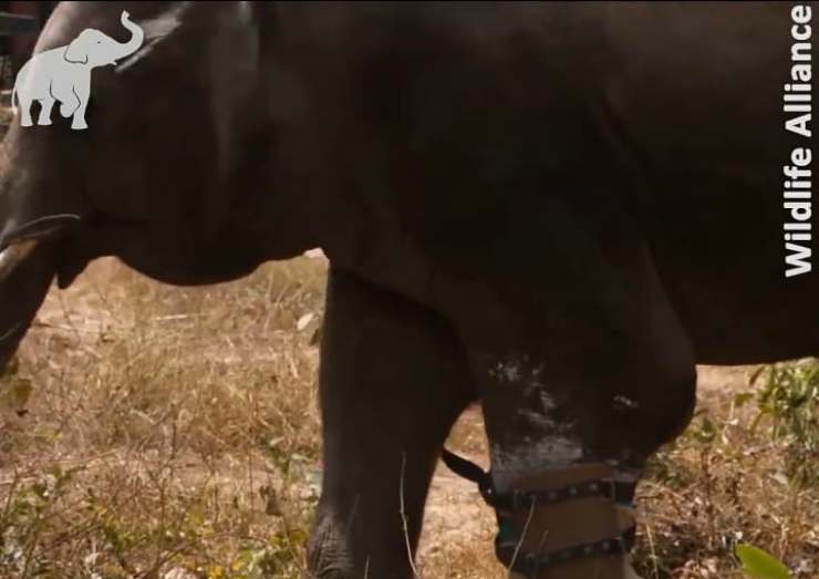 La protesi dell'elefante (Foto video)