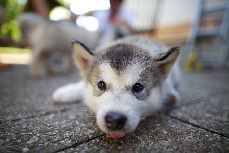 Adottare un cucciolo di Alaskan Malamute