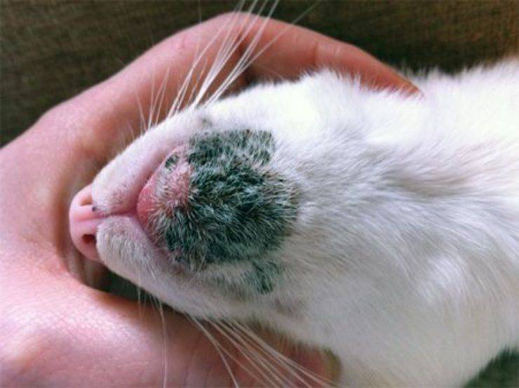 acne nel gatto