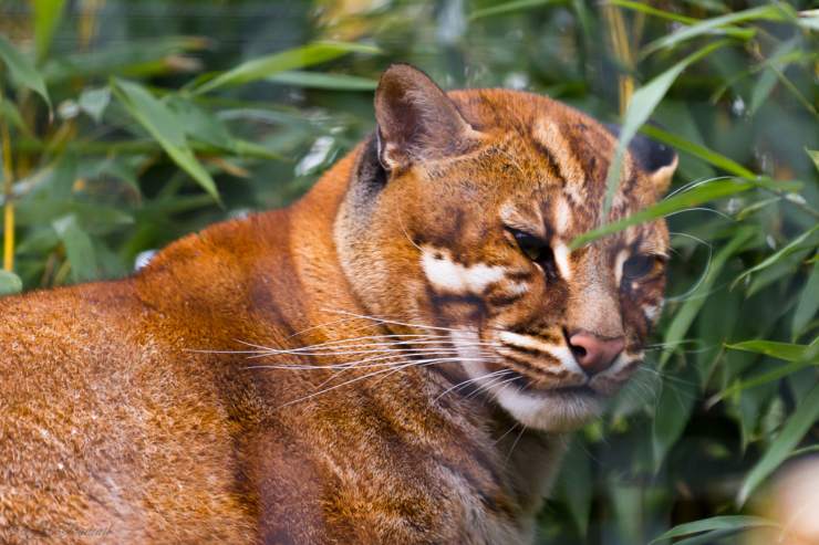 Il gatto dorato asiatico