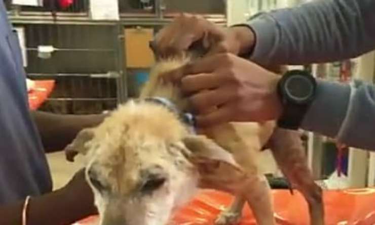 Il cane che viene curato (Foto video)
