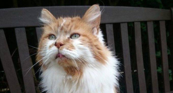 16 Anni Di Un Gatto A Quanto Corrispondono