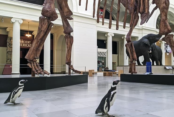 Pinguini in visita al museo