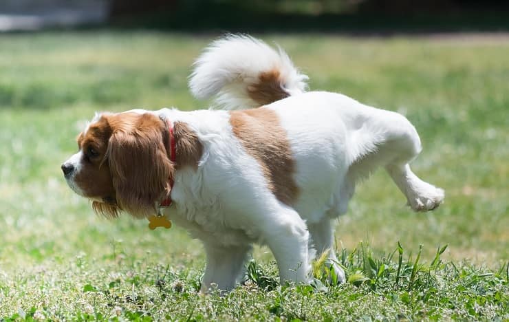 Pipì del cane brucia l'erba