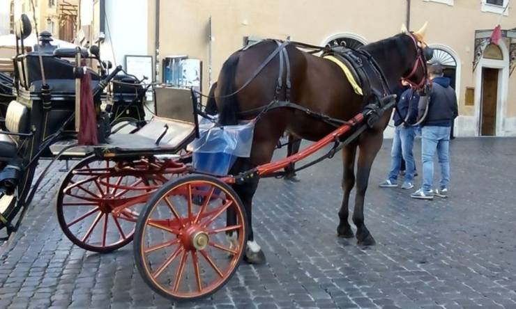 partito animalista roma cavalli carrozzer