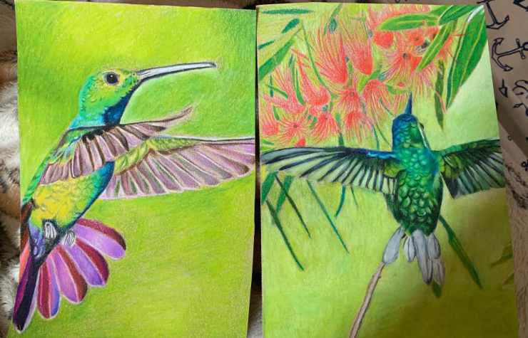 Colibrì, disegno colorato (Foto Facebook)