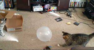 I gatti e il palloncino (Foto video)