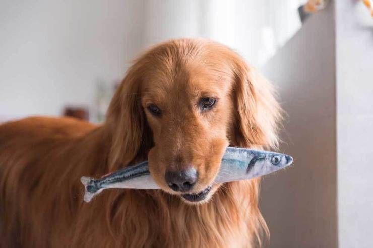 Il cane può mangiare il tonno?