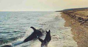Cane e delfino in corsa (Foto Instagram)
