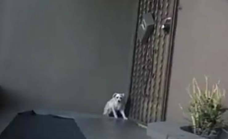 Il nascondiglio del cucciolo (Foto video)