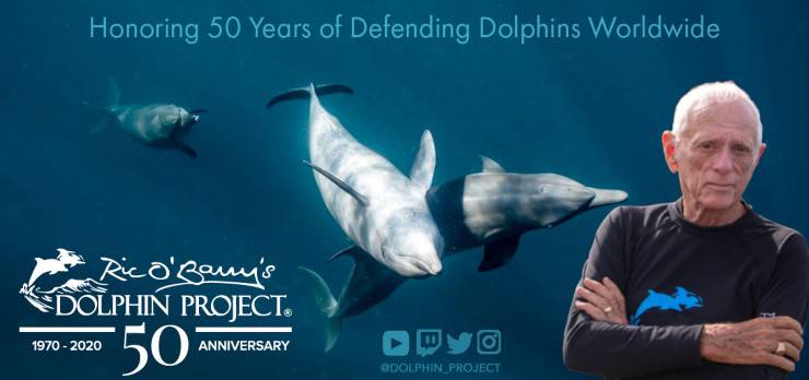 dolphin project delfini progetto bali