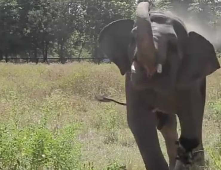 L'elefante felice (Foto video)