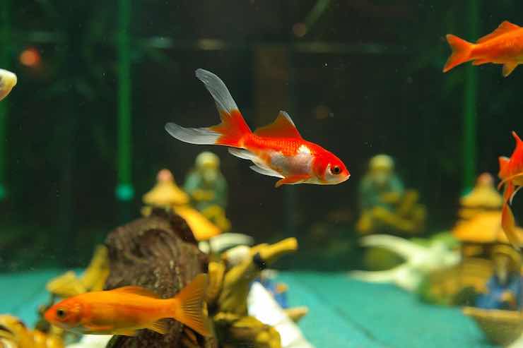 acquario pesce rosso