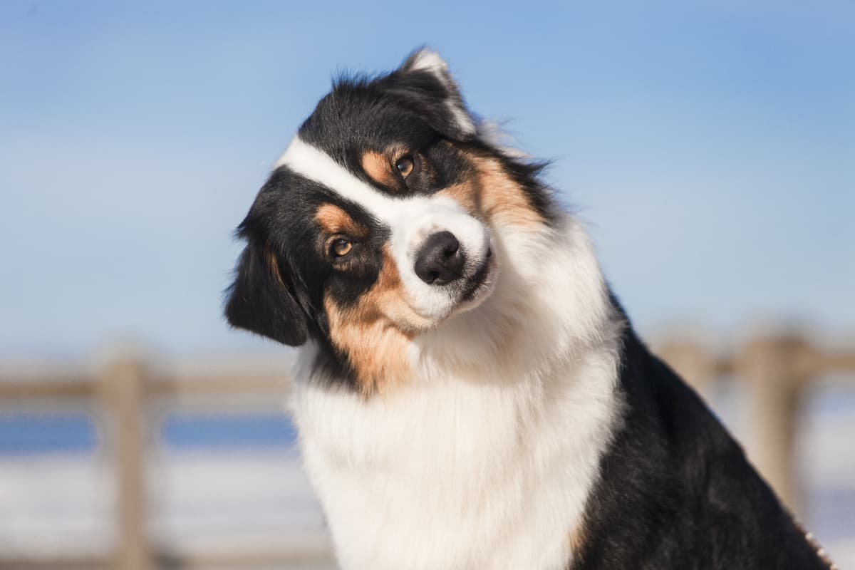 Perché il cane piega la testa (Foto Adobe Stock)