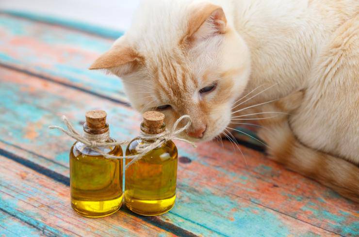 Olio di oliva al gatto
