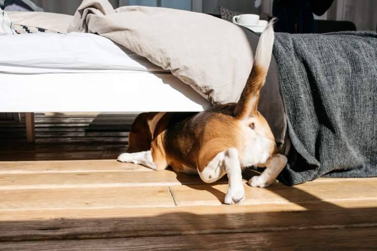 Cane sotto il letto