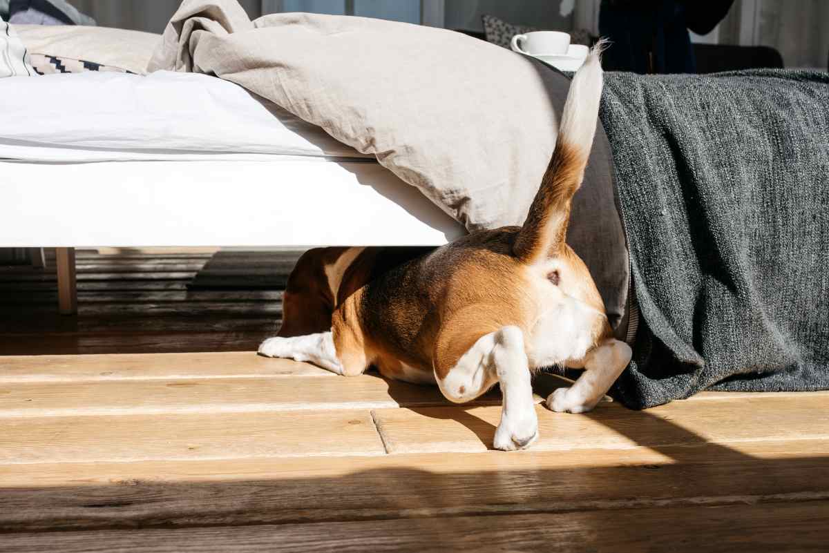 Perche Il Cane Si Nasconde Sotto Il Letto