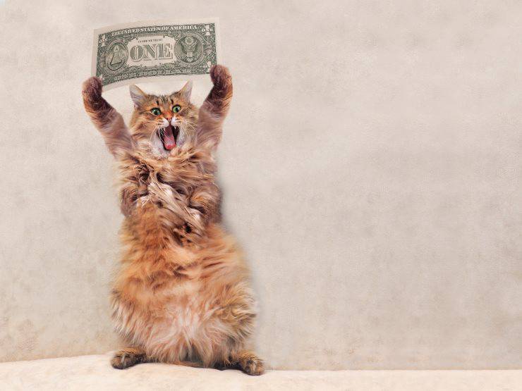 Gatti più costosi al mondo 