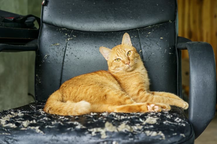 Come far perdere al gatto le cattivi abitudini (Foto Adobe Stock)