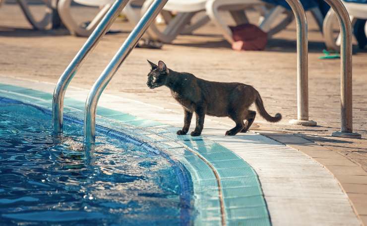 Gatto a bordo piscina