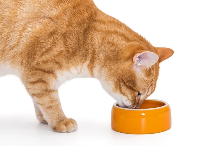 Come riconoscere le carenze nutrizionali nel gatto (Foto Adobe Stock)
